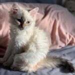 ace male siberian kitten for sale