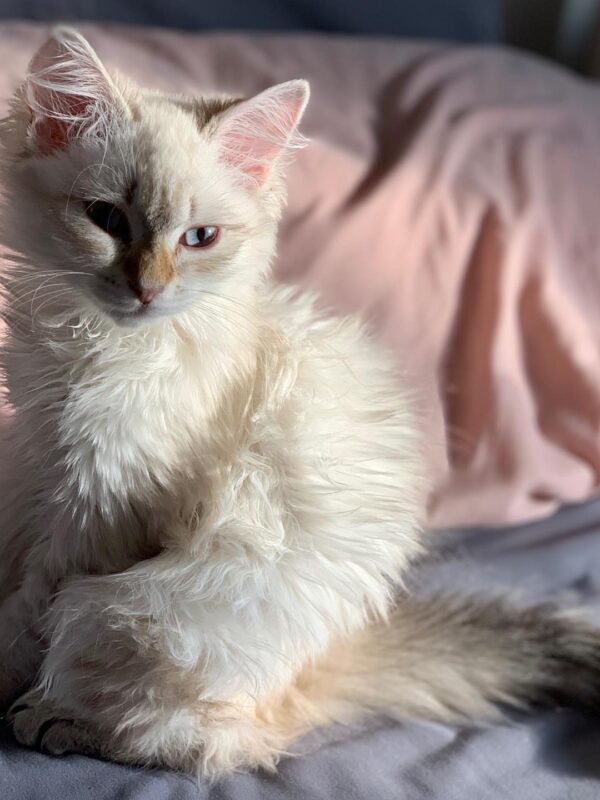 ace male siberian kitten for sale