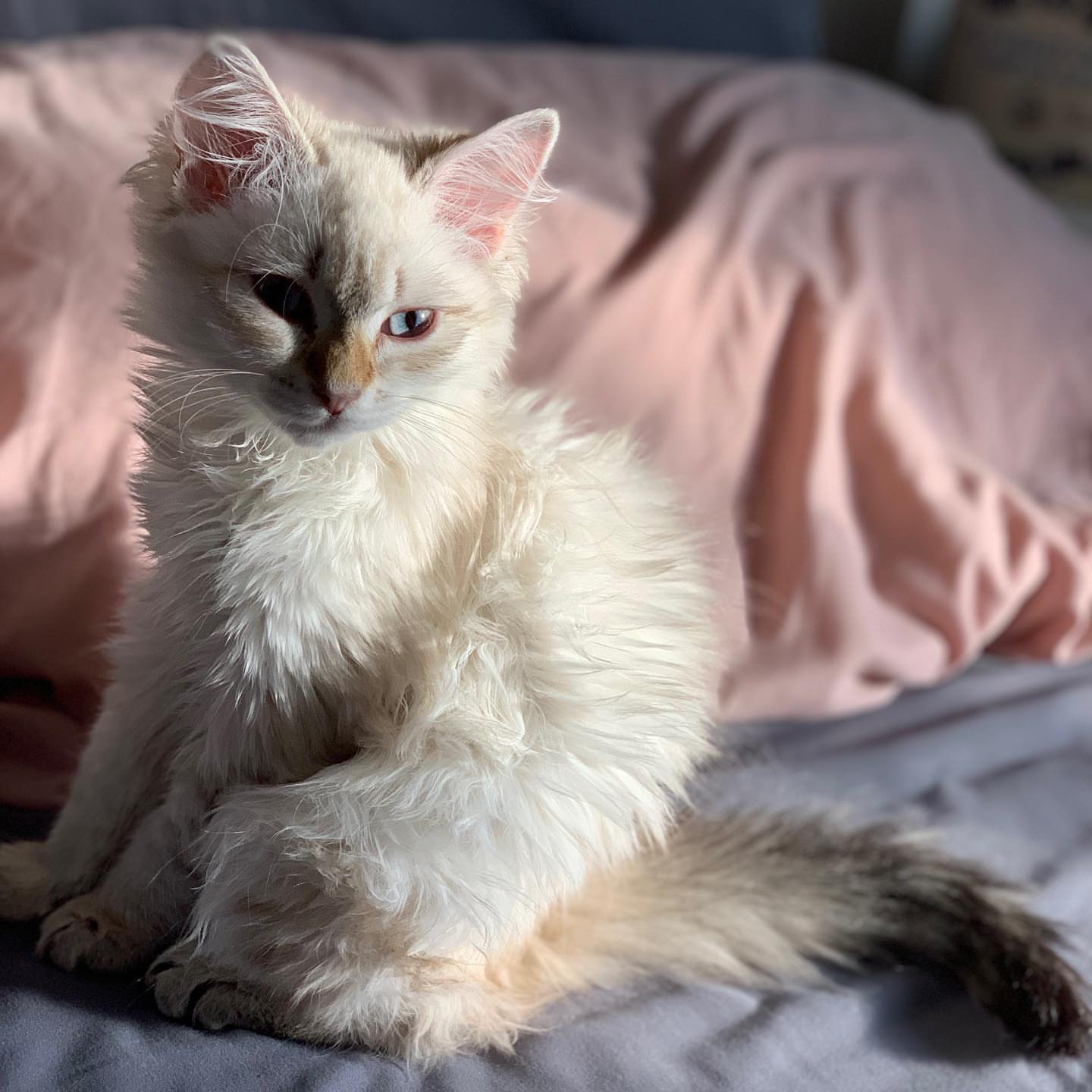 ace male siberian kitten for sale