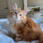 bella female siberian kitten for sale