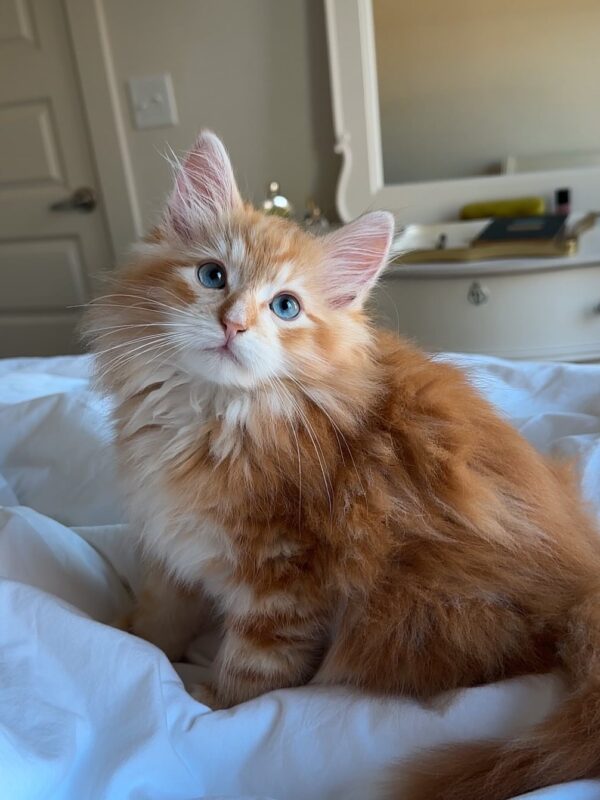 bella female siberian kitten for sale