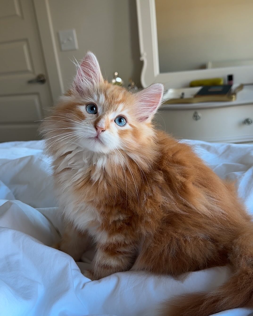 bella female siberian kitten for sale