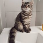 freya female siberian kitten for sale