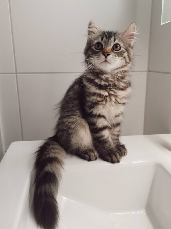 freya female siberian kitten for sale