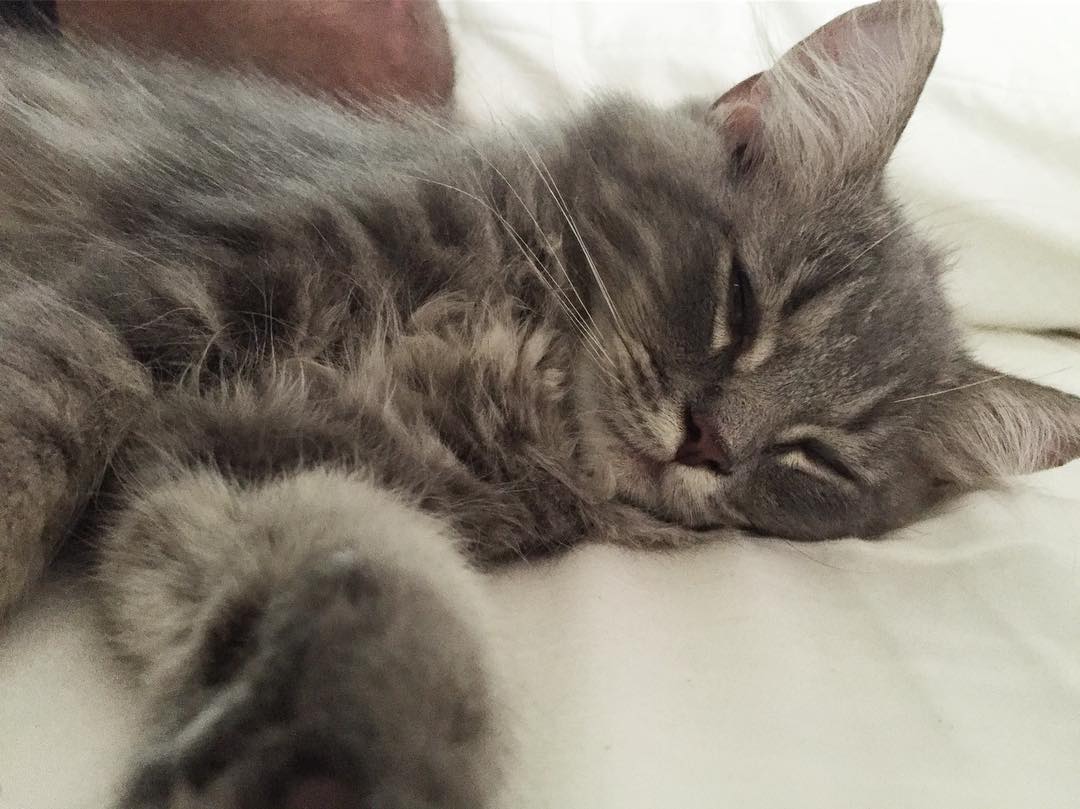 PHOEBE - SIBERIAN - RESERVATION - Image 3