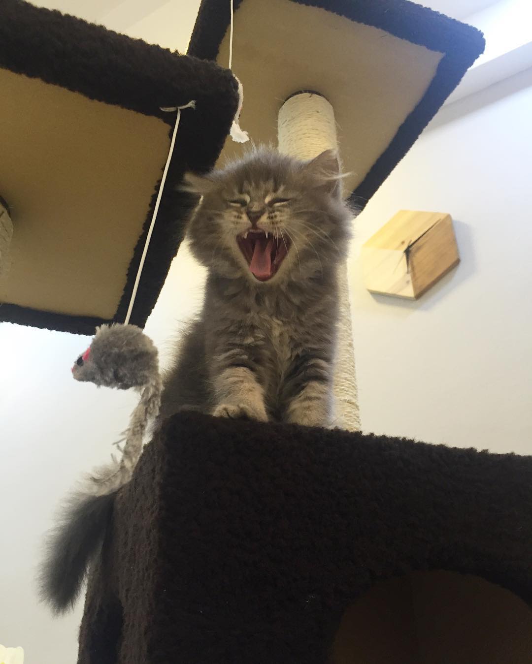 PHOEBE - SIBERIAN - RESERVATION - Image 2