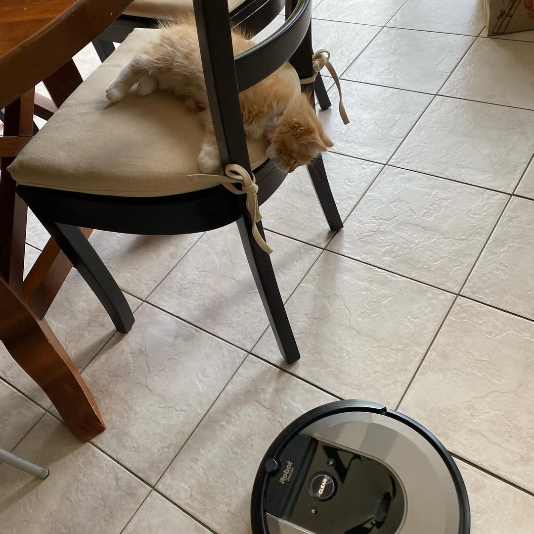 SASSY - SIBERIAN - RESERVATION - Image 7