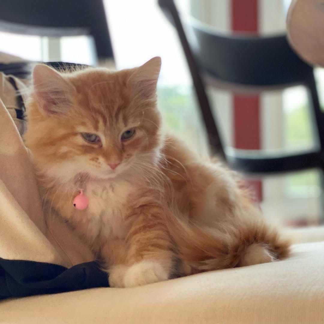 SASSY - SIBERIAN - RESERVATION - Image 6