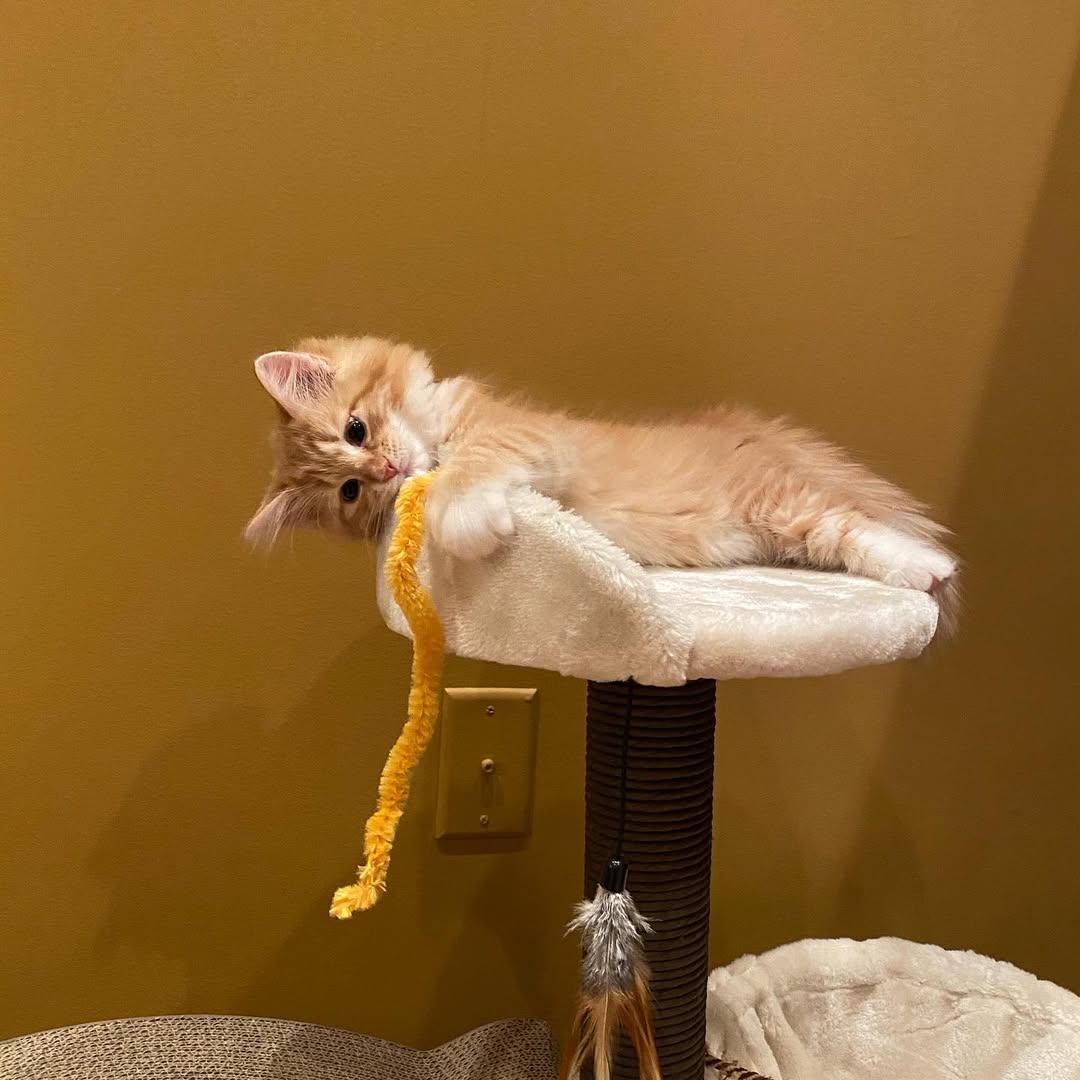 SASSY - SIBERIAN - RESERVATION - Image 5