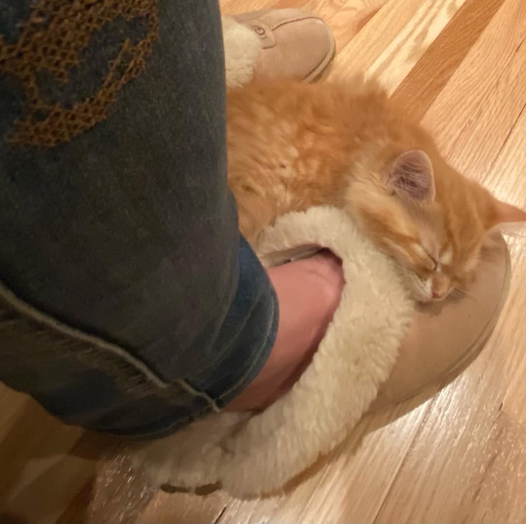 SASSY - SIBERIAN - RESERVATION - Image 4