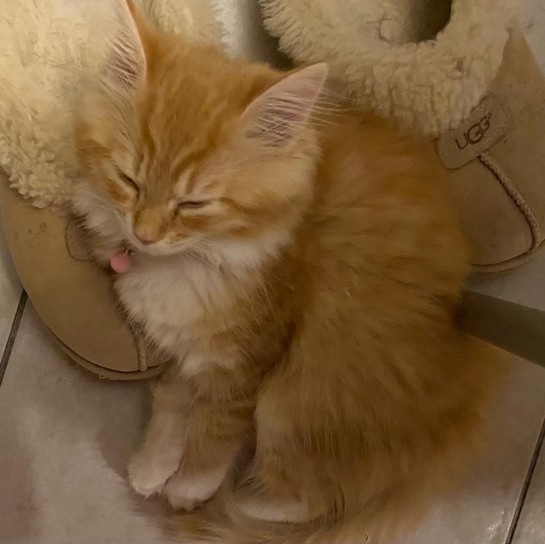 SASSY - SIBERIAN - RESERVATION - Image 3