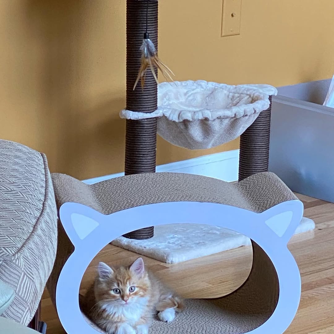 SASSY - SIBERIAN - RESERVATION - Image 2