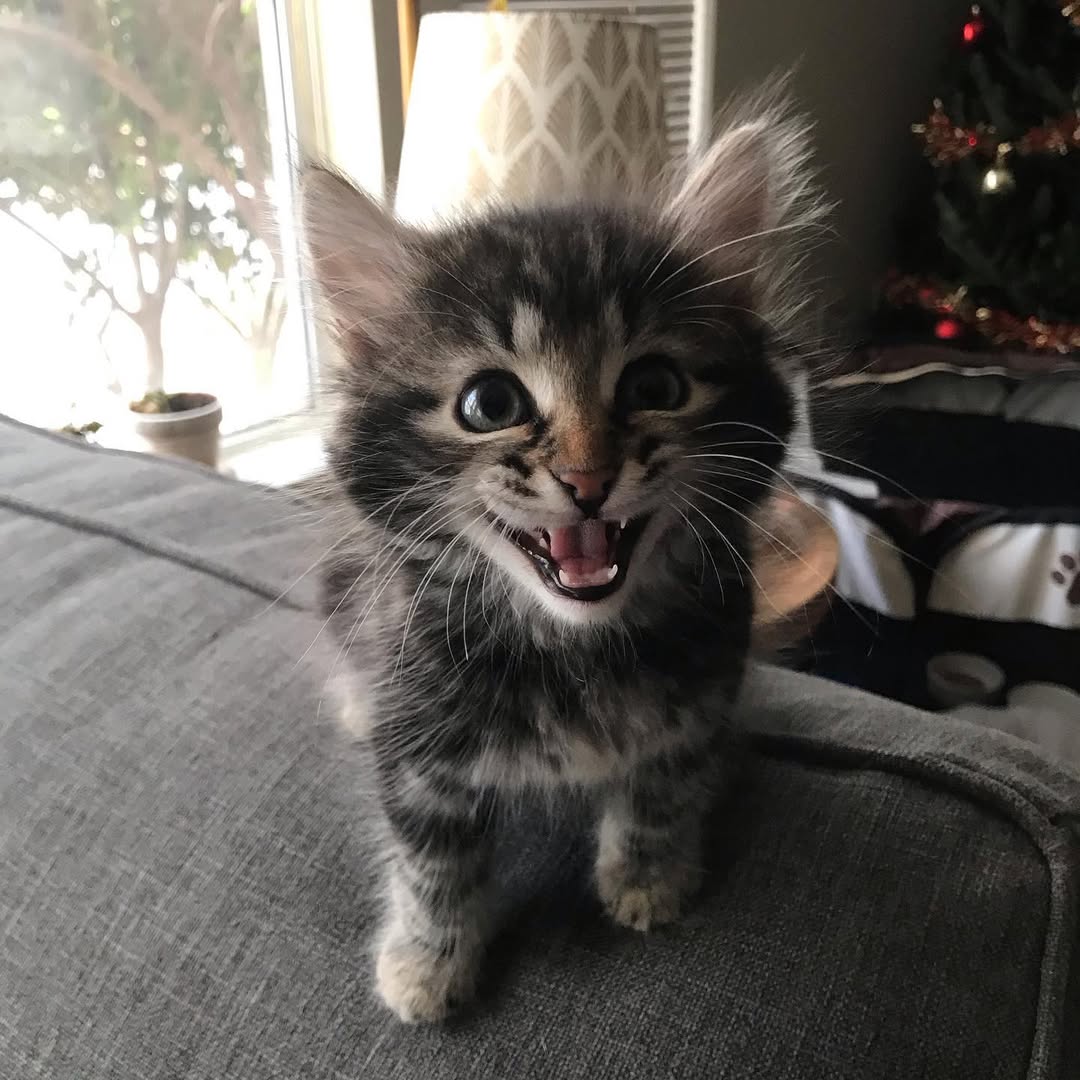 ONYX - SIBERIAN - RESERVATION - Image 7