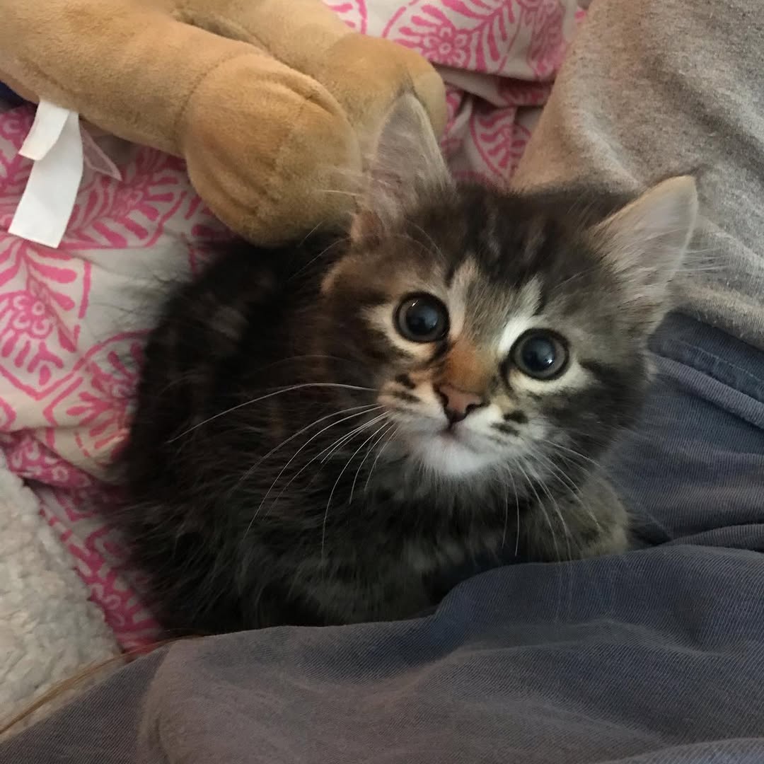 ONYX - SIBERIAN - RESERVATION - Image 6