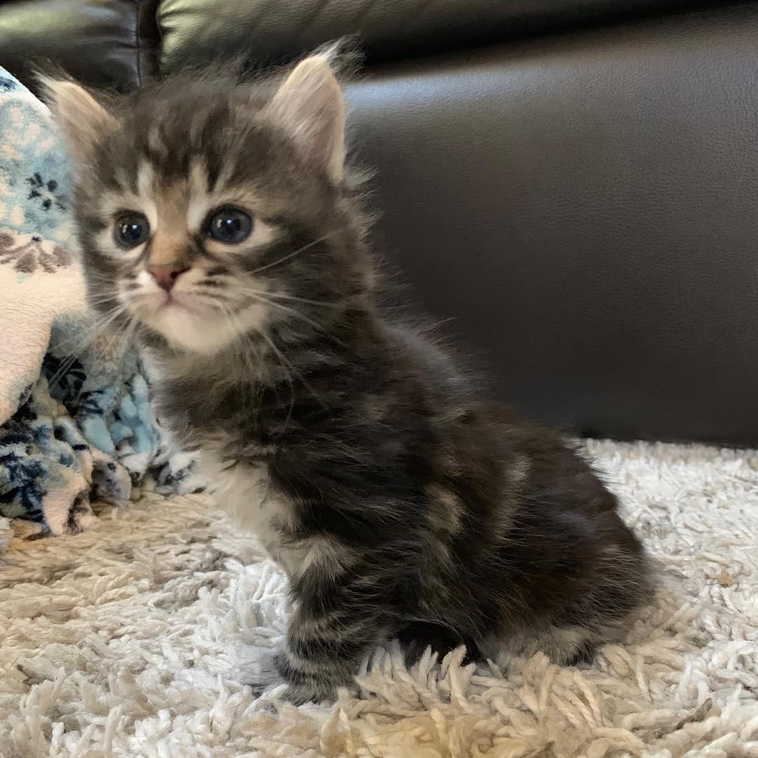 ONYX - SIBERIAN - RESERVATION - Image 5