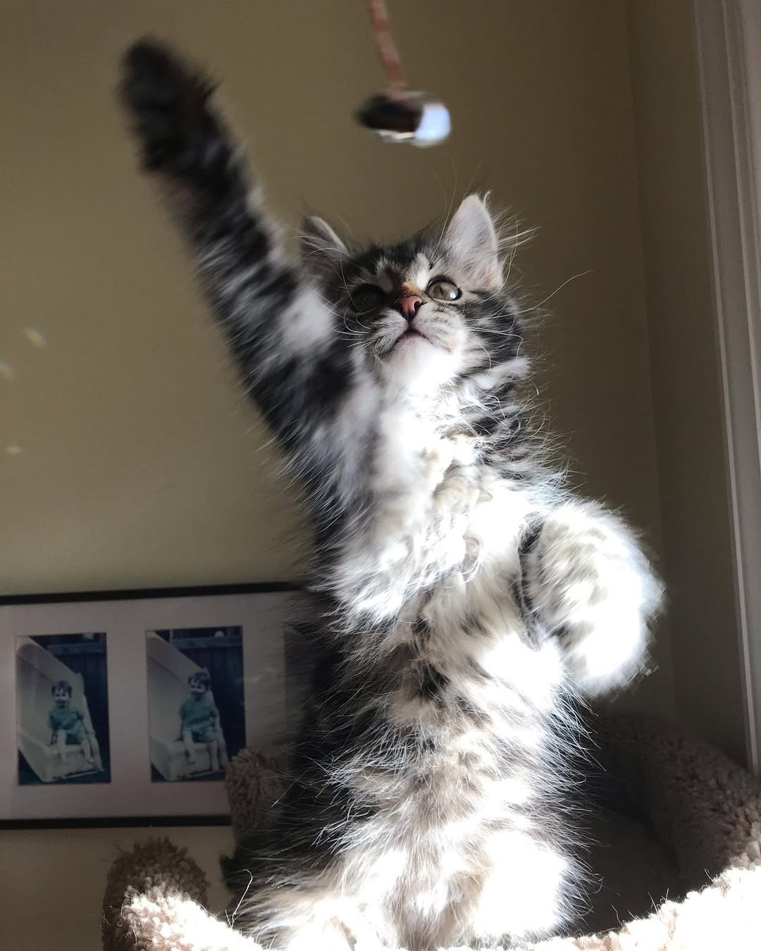 ONYX - SIBERIAN - RESERVATION - Image 3