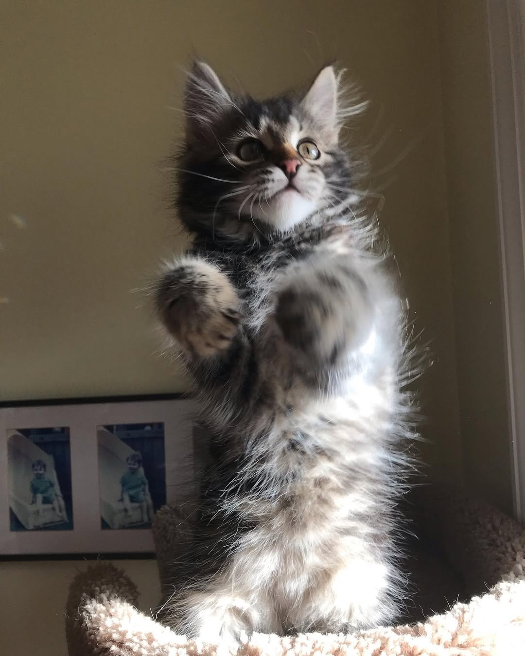 ONYX - SIBERIAN - RESERVATION - Image 2