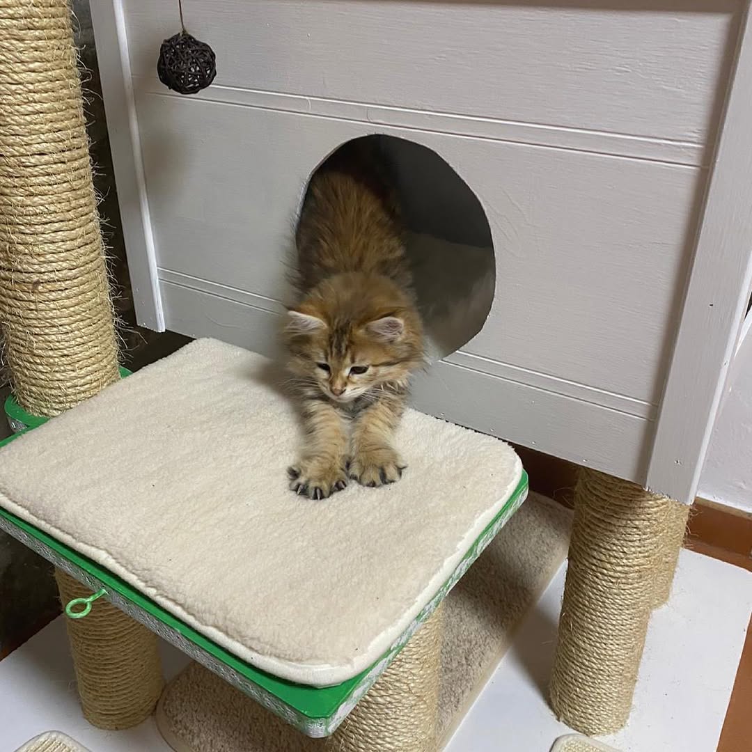 TINKERBELL - SIBERIAN - RESERVATION - Image 6