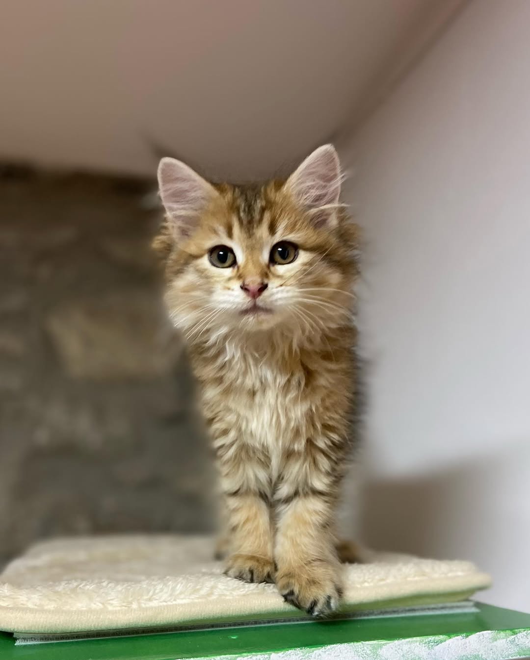 TINKERBELL - SIBERIAN - RESERVATION - Image 5