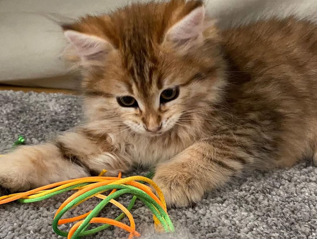 TINKERBELL - SIBERIAN - RESERVATION - Image 4