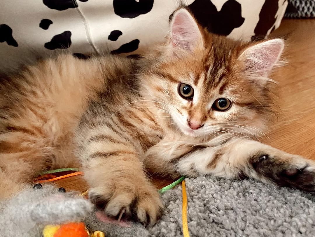 TINKERBELL - SIBERIAN - RESERVATION - Image 3