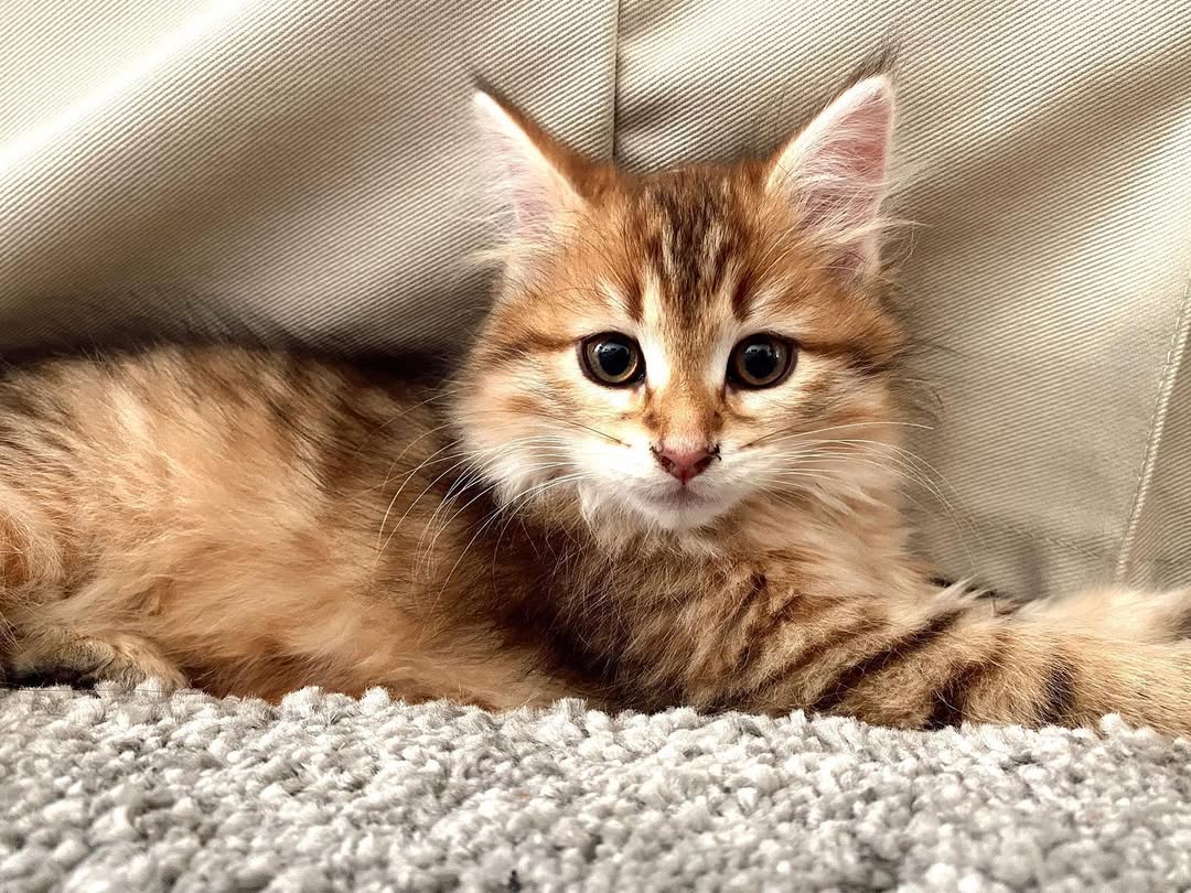 TINKERBELL - SIBERIAN - RESERVATION - Image 2