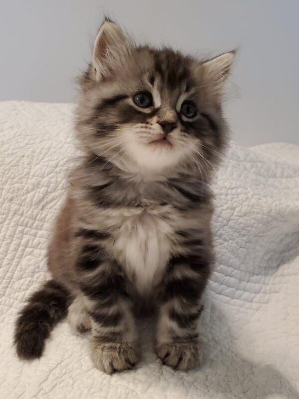 LEO - SIBERIAN - RESERVATION