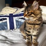 milo male siberian kitten