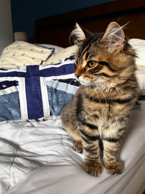 milo male siberian kitten