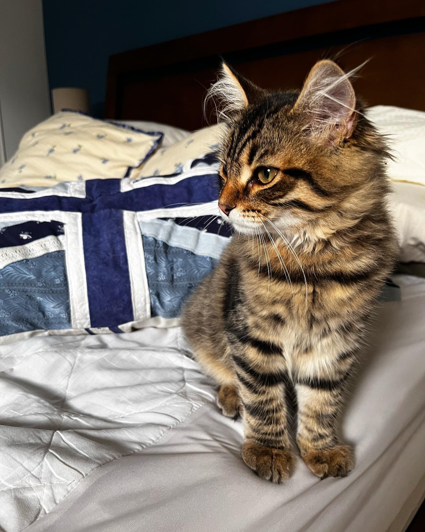 milo male siberian kitten