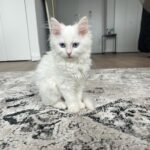 Female siberian kitten for sale