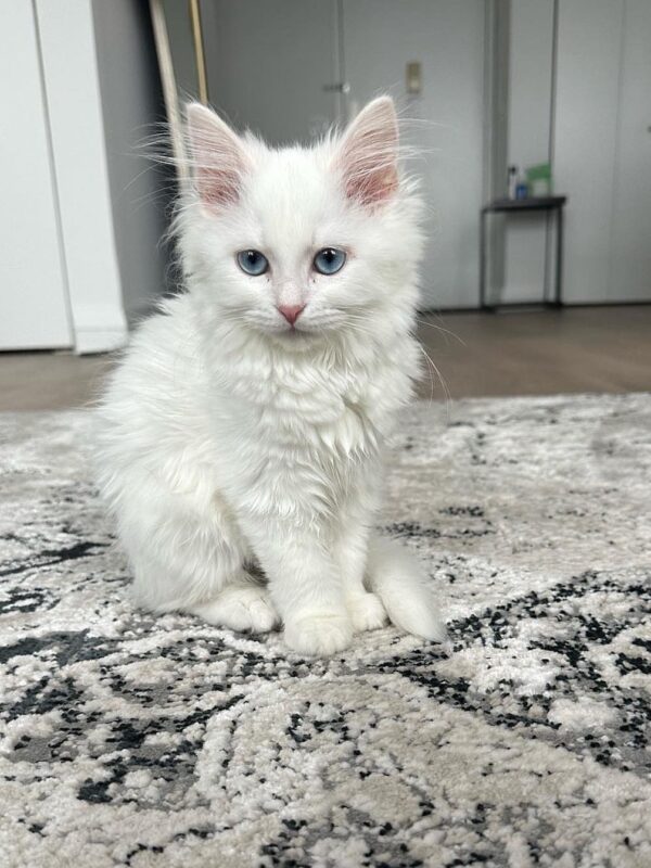 Female siberian kitten for sale