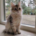 male siberian kitten for sale