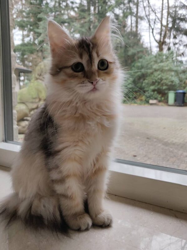 male siberian kitten for sale