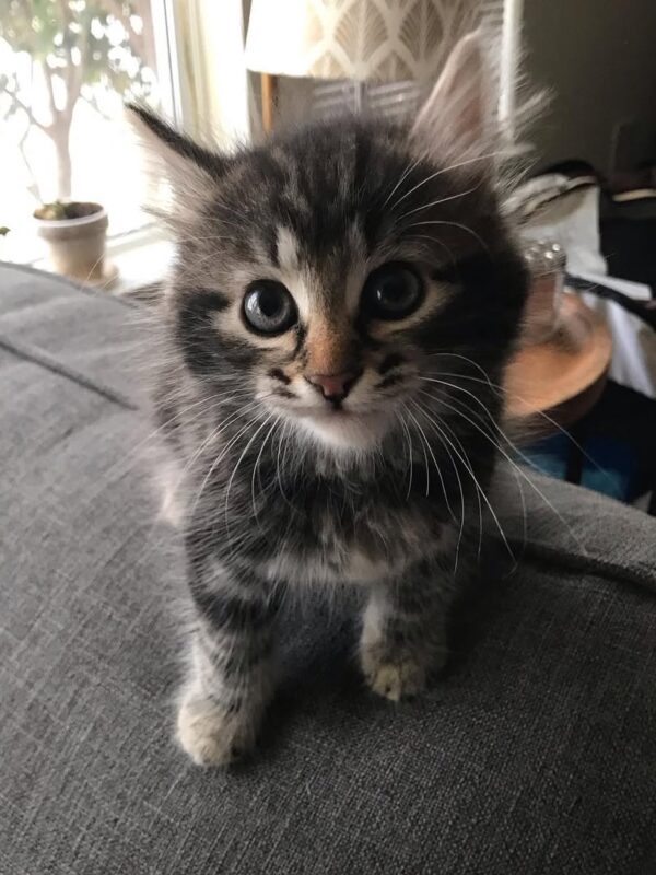 onyx male siberian kitten for sale