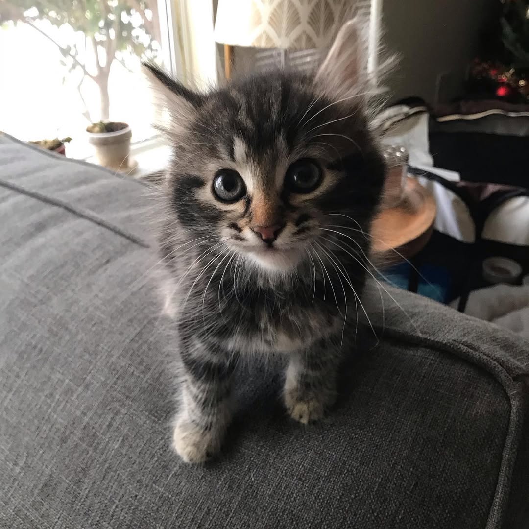 onyx male siberian kitten for sale