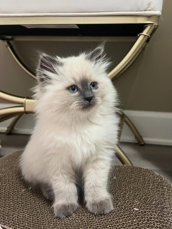 female siberian kitten for sale