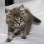 PHOEBE FEMALE SIBERIAN KITTEN FOR SALE