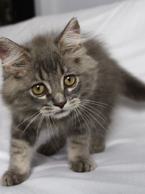 PHOEBE FEMALE SIBERIAN KITTEN FOR SALE