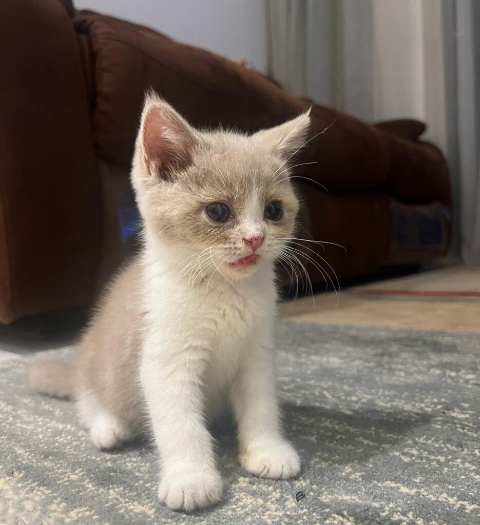 roxie thebritishshorthair 20240111 0002