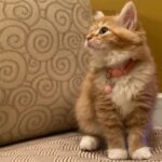 SASSY FEMALE SIBERIAN KITTEN FOR SALE