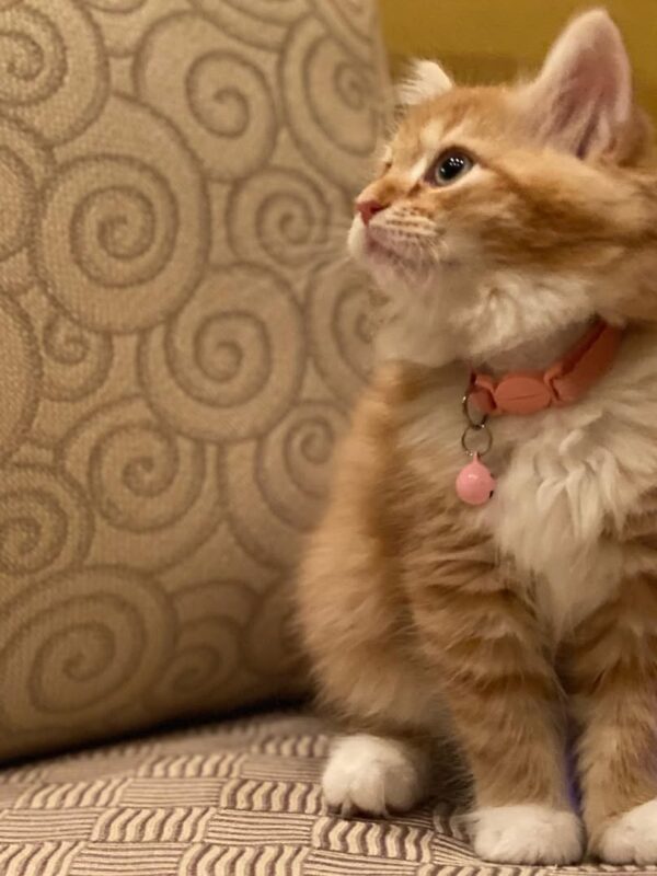 SASSY FEMALE SIBERIAN KITTEN FOR SALE