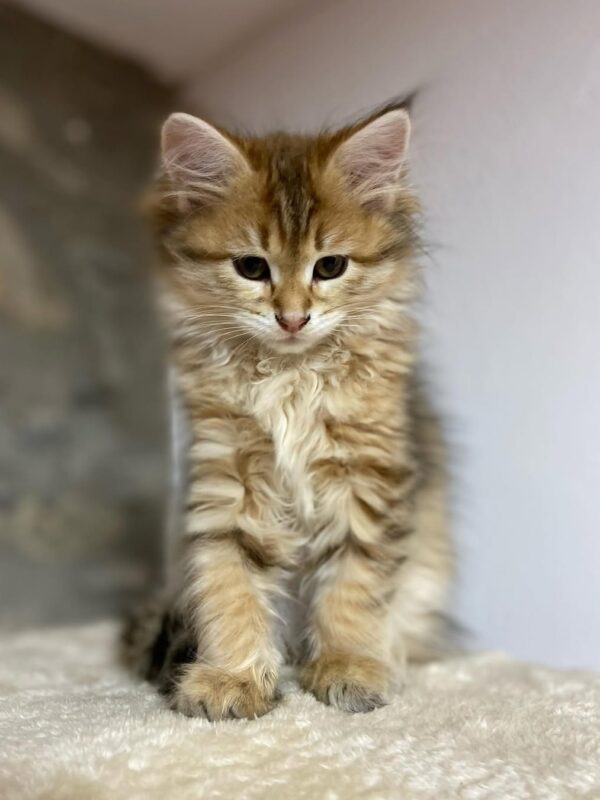 TINKERBELL - SIBERIAN - RESERVATION