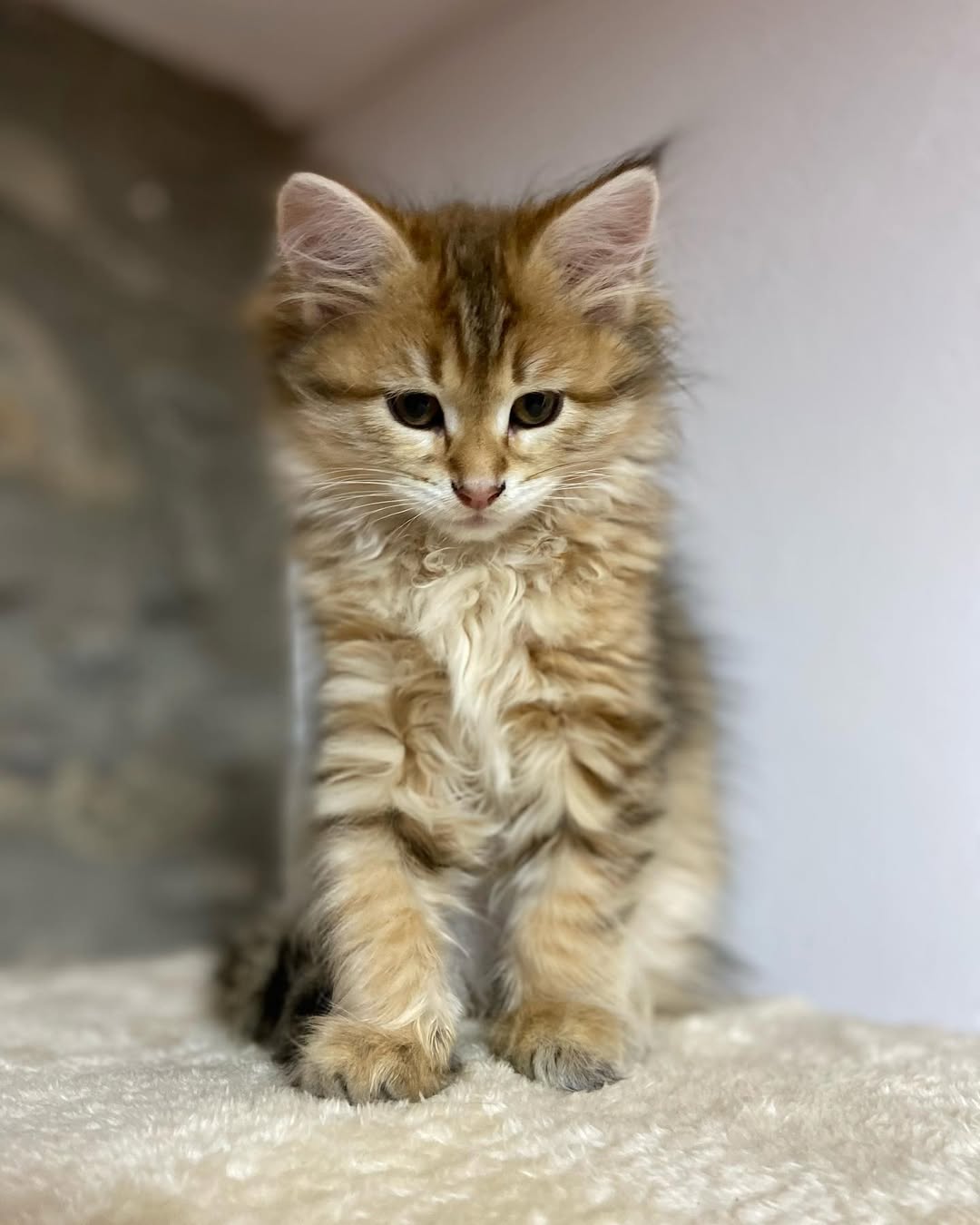 TINKERBELL - SIBERIAN - RESERVATION