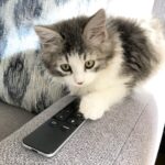 Toby male Siberian kitten for sale