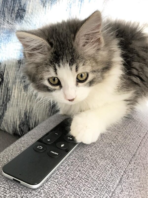 Toby male Siberian kitten for sale