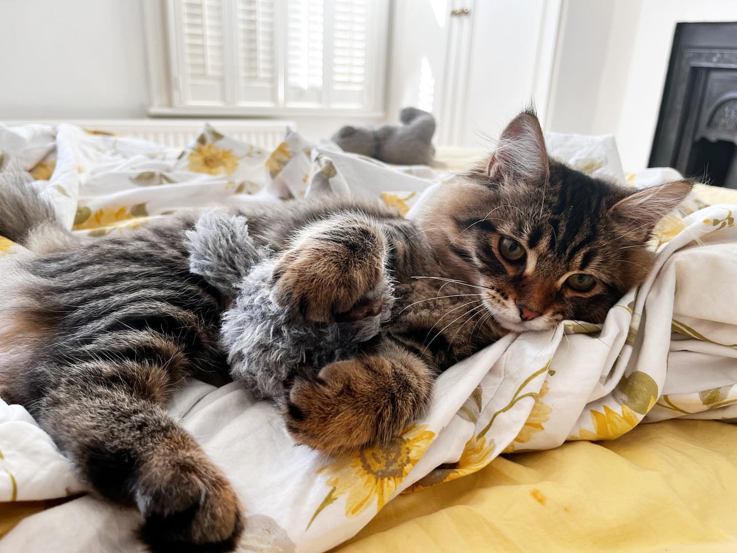 MILO - SIBERIAN - RESERVATION - Image 14