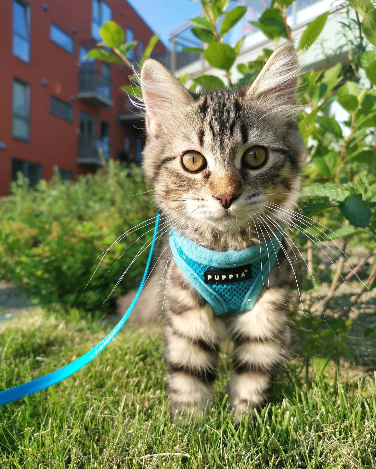 FREYA - SIBERIAN - RESERVATION - Image 18