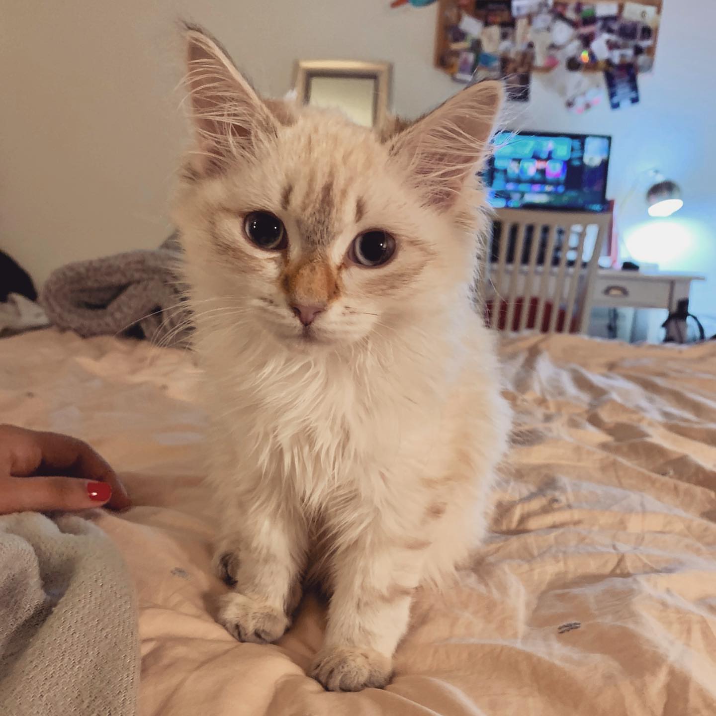 ACE - SIBERIAN - RESERVATION - Image 6