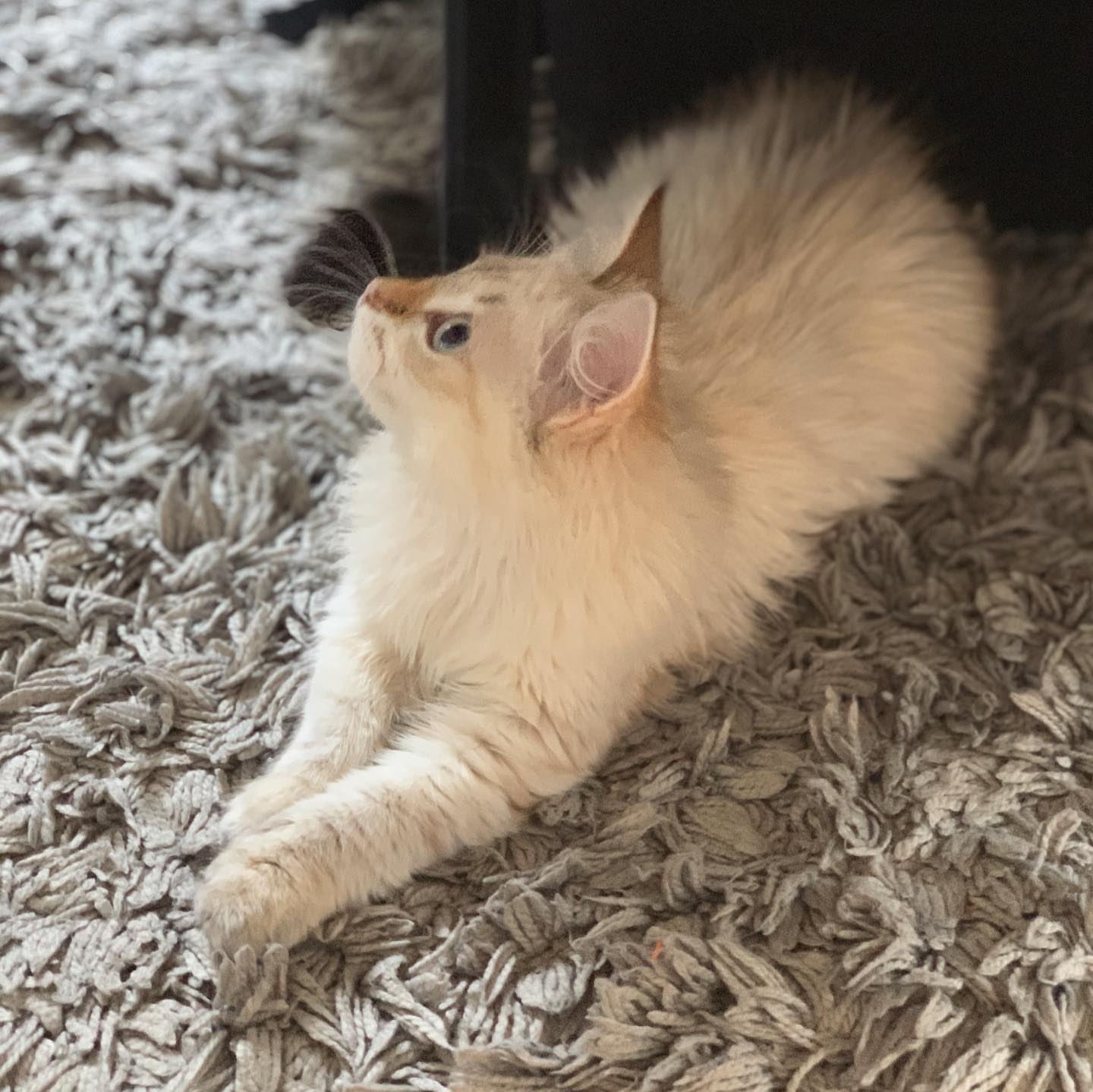 ACE - SIBERIAN - RESERVATION - Image 12